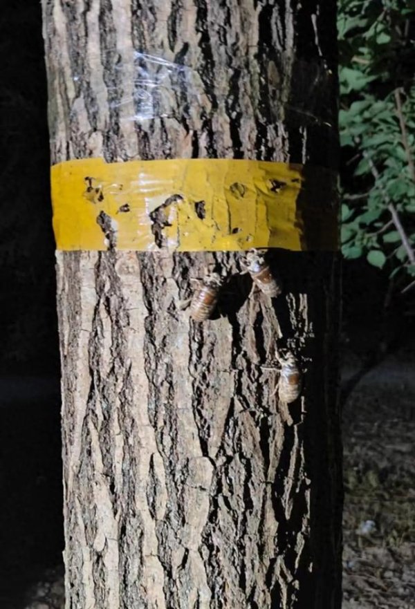 东方汇赢 男子返乡养蝉带动900余户创业：一晚最多捉1.3万只，1只1元，有人捉十几天就回本